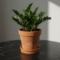 Cork protective pad under a terracotta saucer and pot with ZZ plant on black marble table
