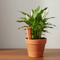 Terracotta self-watering spike pushed into moist soil in a terracotta pot with a moisture-loving plant