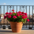 Classic Italian terracotta plant pot with vibrant geraniums on a sunny Mediterranean balcony