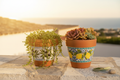 Cuore di Mosaico pots on Mediterranean terrace - string of pearls in olive mosaic pot and colourful succulents in lemon mosaic pot