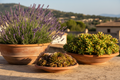 Three Shallow Terracotta Pots - Lavender, Sedum, Hens & Chicks